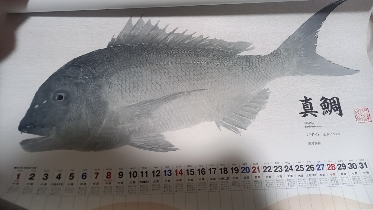 ダイワ　シマノ　がまかつ 　店名入り　2024年　魚拓カレンダー　令和6年　カレンダー　3本セット_画像4