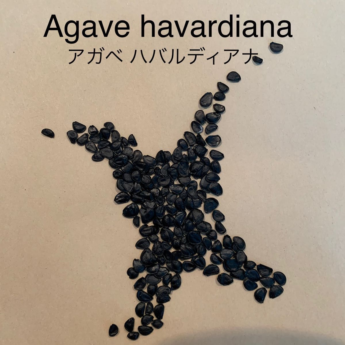 Agave havardiana★アガベハバールディアナ種子10粒