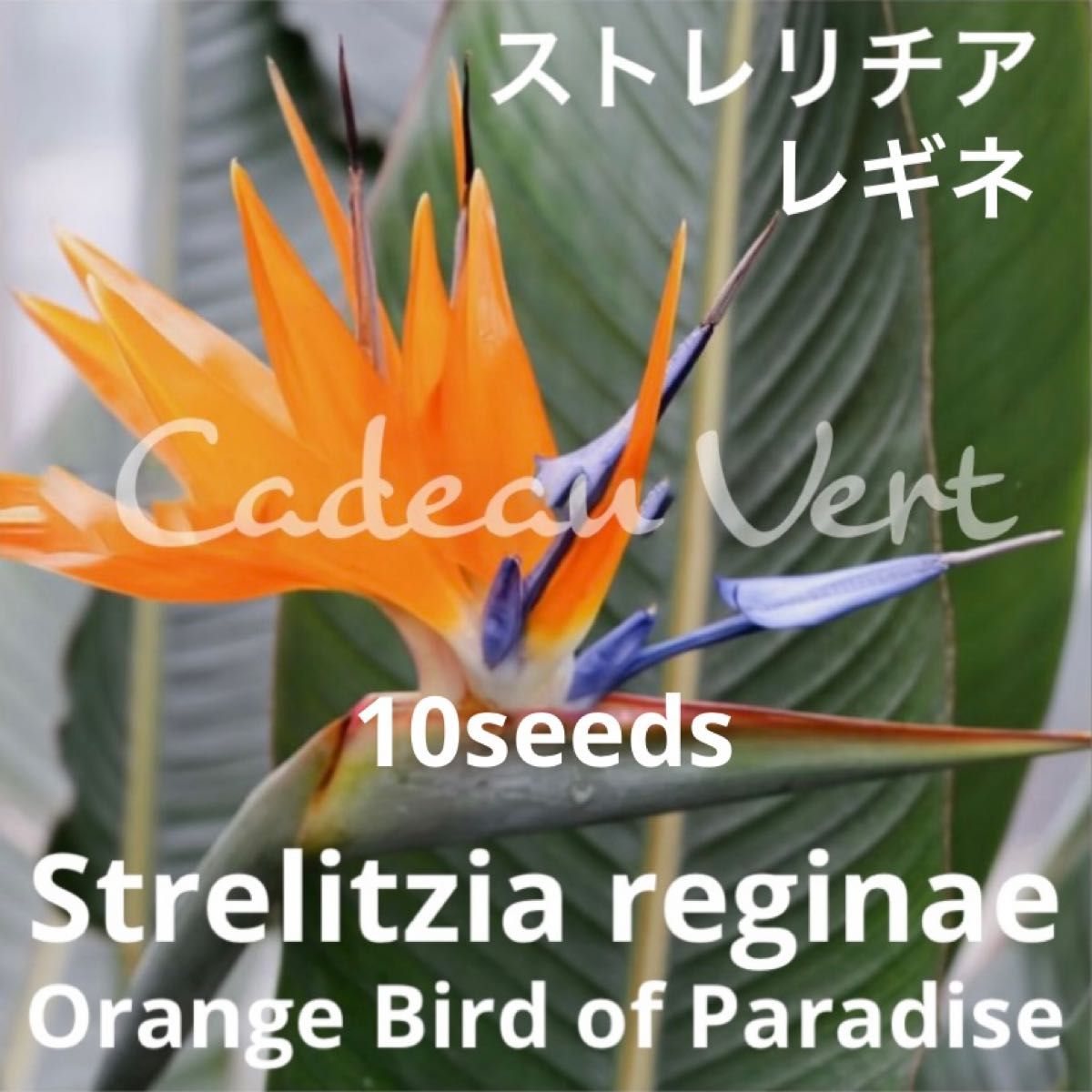 ★極楽鳥花★Strelitzia reginae☆ストレリチアレギネ種子10粒