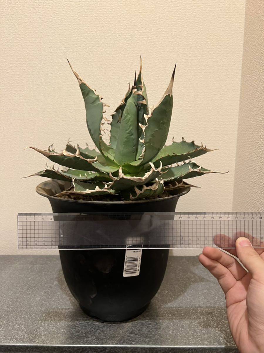 アガベ　チタノタ　ナンバーワン　Agave titanota No.1 強棘 国際多肉植物協会購入_画像7