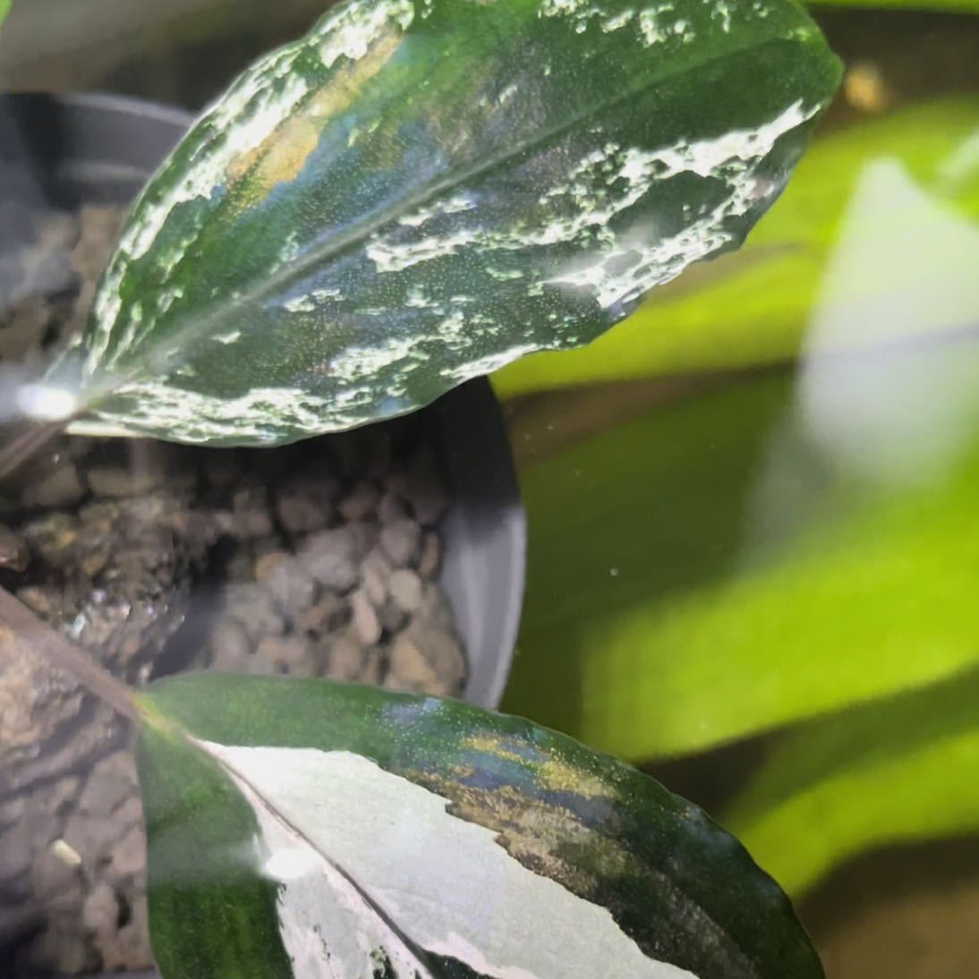 ブセファランドラモトレイアーナバリエガータBucephalandra