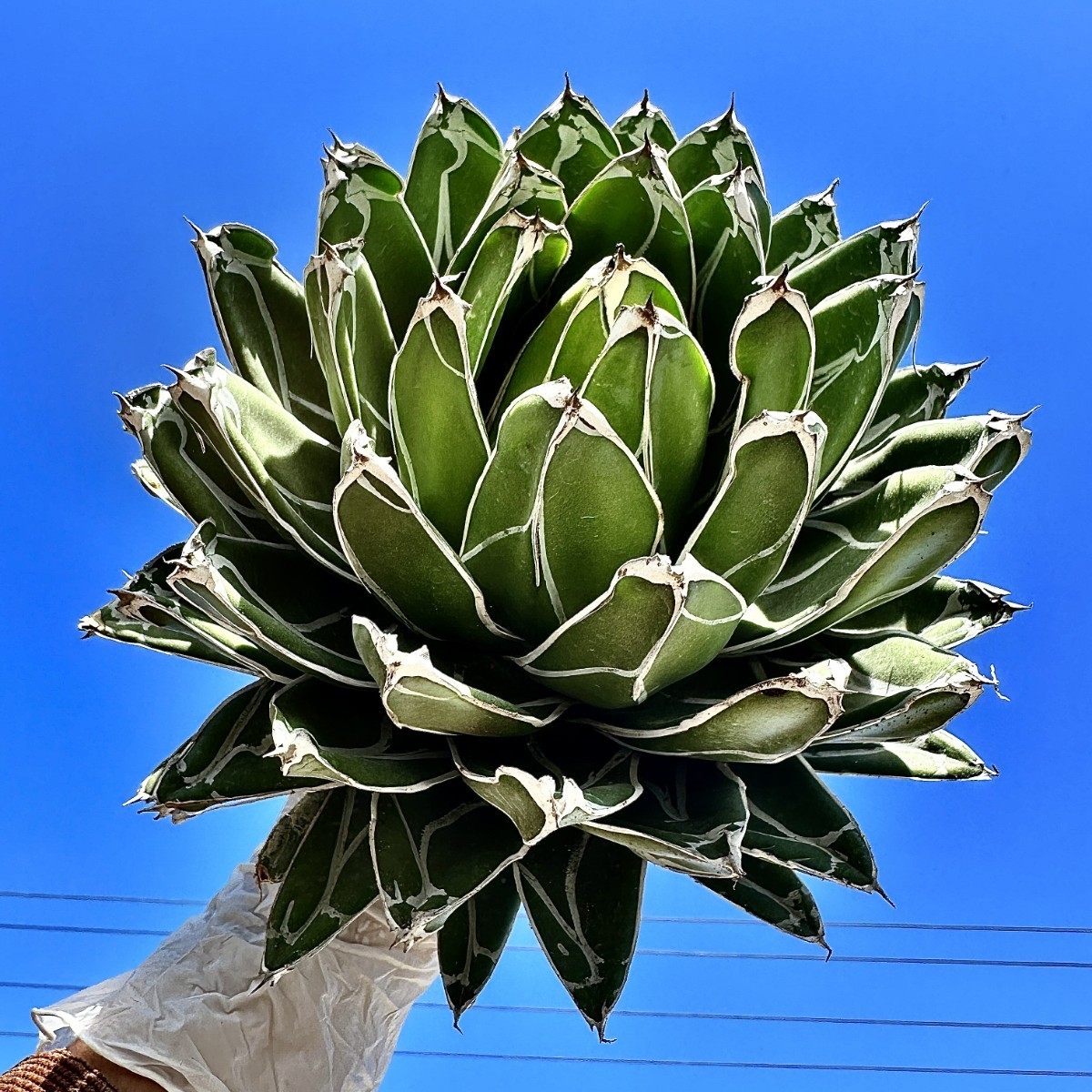 T77 多肉植物 アガベ濃白 笹の雪 短い叶 特選株 _画像4