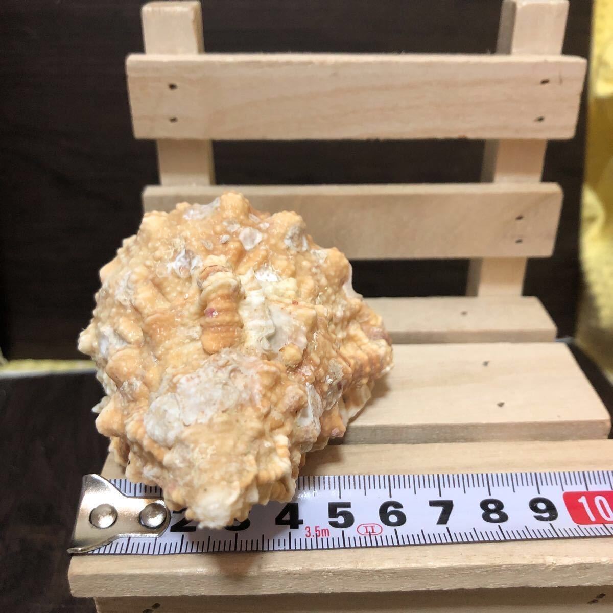 YK-1295 ボラガイ ボラ貝 ぼら貝 長さ 約11cm 重量 約121g 詳細種不明 沖縄 海 貝殻 貝 アンティーク 置物 オブジェ_画像7