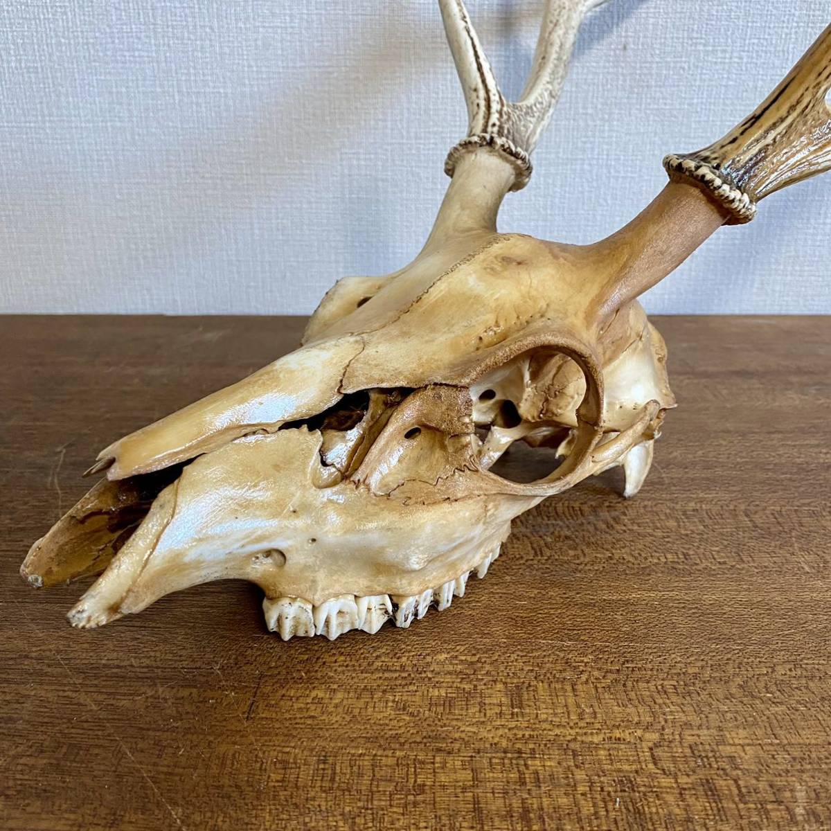頭骨付きの鹿の角　ハンティングトロフィー　壁飾り　 / シカ　ツノ　頭蓋骨　剥製　標本　壁掛け　オブジェ_画像4