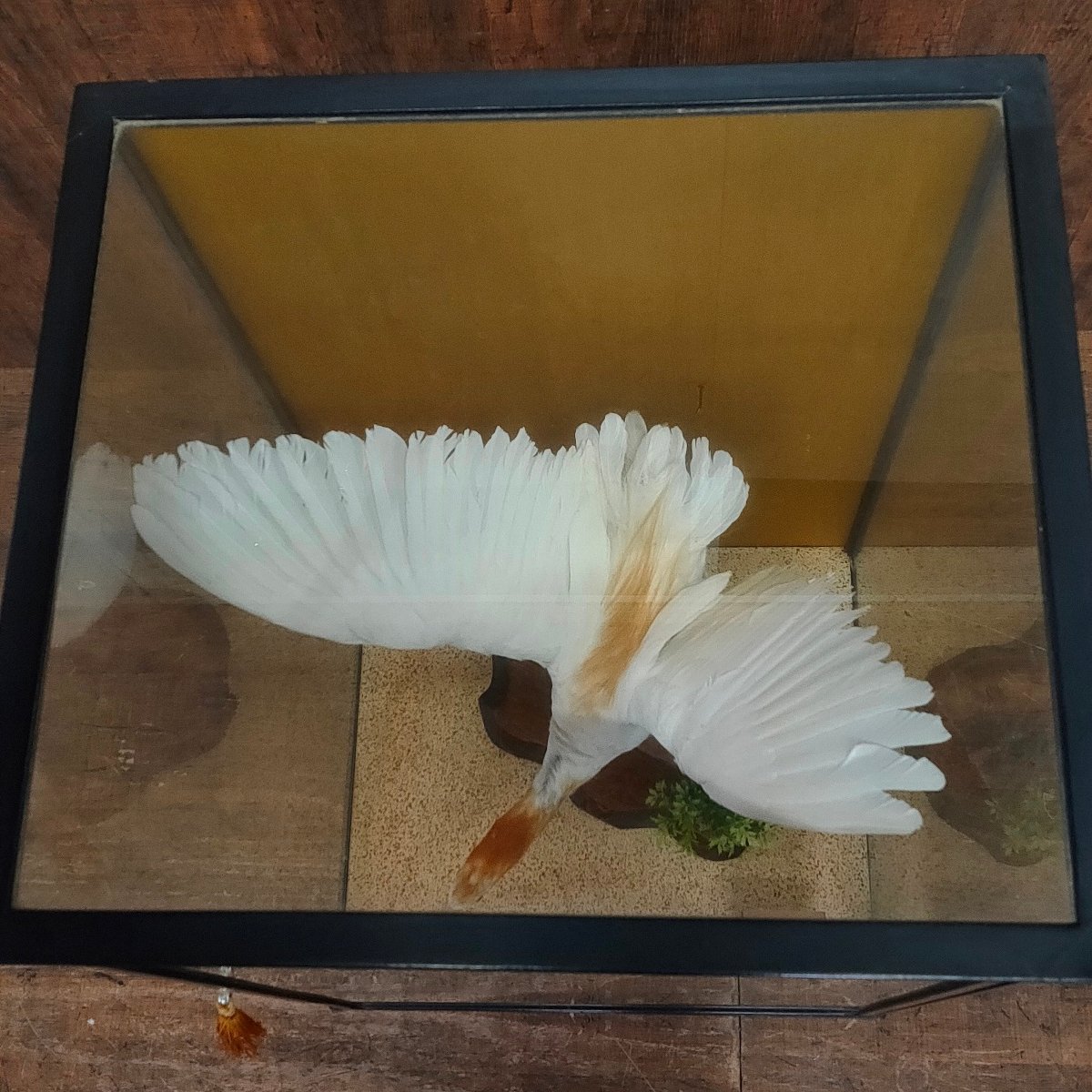 希少 中国産 鷺 サギ 剥製 白い鳥 ガラスケース入り　110702/SR4/200_画像9