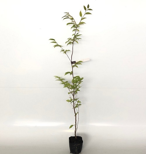 クマシデ 樹高1.0m前後 10.5cmポット （40本セット）（送料無料） 苗 植木 苗木 庭