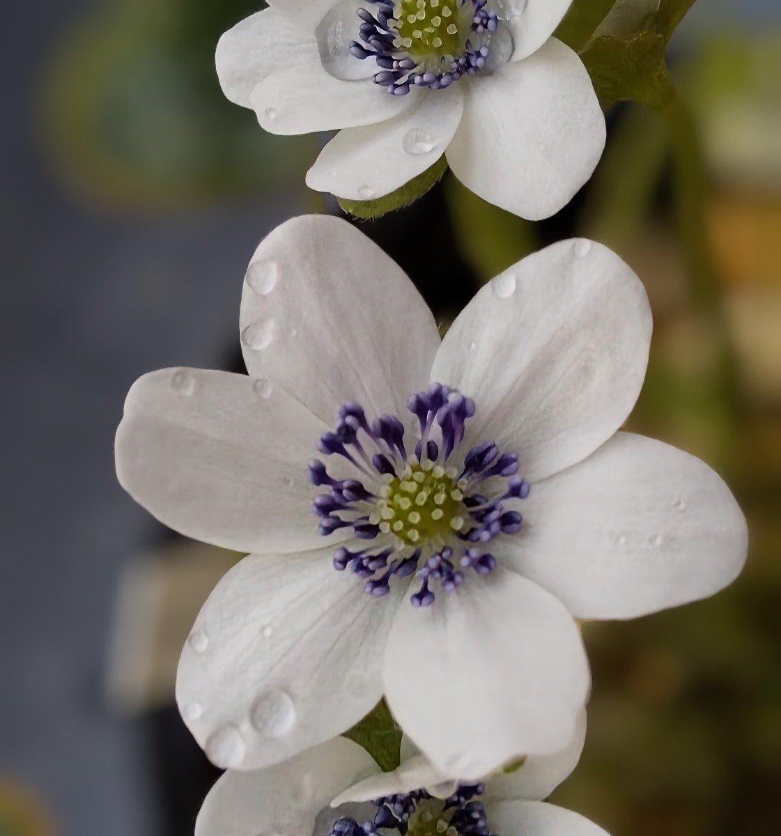 山野草　雪割草　「青軸青蕊」2芽品 山木原種　美花です。硬質丸プラポット植えで御座います。_画像1