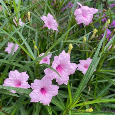 植物　庭木　花　苗　根付き苗　低木　ヤナギバルイラソウ　ルエリア　30本_画像4