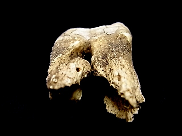 e10737　骸骨　骨　歯　標本　動物　オブジェ　置物　⑩_画像2