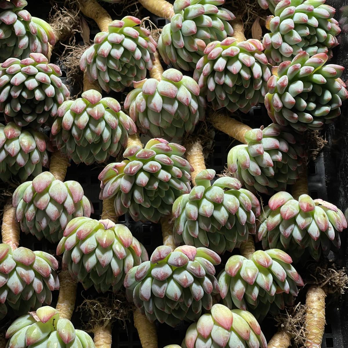 24株　Y63-1多肉植物 エケベリア ブルーリンゴ　　超美苗 サボテン 観葉植物 花 園芸　レア種_画像5