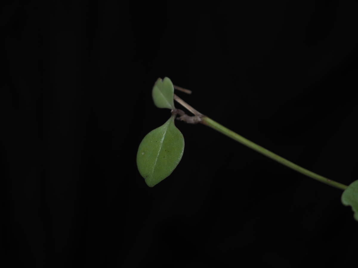 芳香花の塊根多肉 Anredera cordifolia ssp. gracilis _画像3