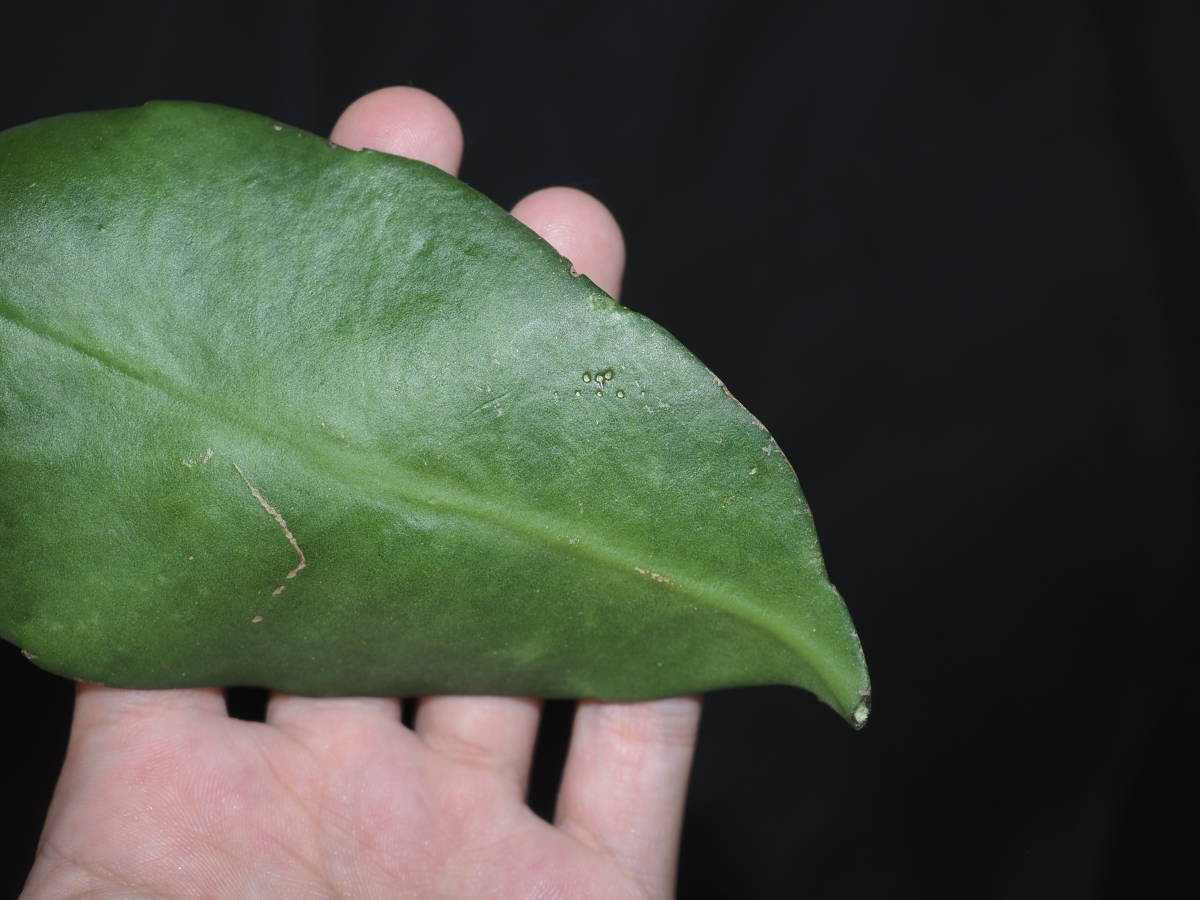 珍品原種 トーマス孔雀、Epiphyllum thomasianum 【月下美人 孔雀サボテン　ドラゴンフルーツ　着生植物　森林性サボテン　観葉植物_画像3