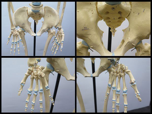 △引取限定 人体骨格模型 ショーケース付 男性 人体模型/骨模型 △引取限定 人体骨格模型 ショーケース付 男性 人体模型/骨模型