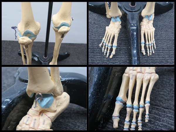 △引取限定 人体骨格模型 ショーケース付 男性 人体模型/骨模型 △引取限定 人体骨格模型 ショーケース付 男性 人体模型/骨模型