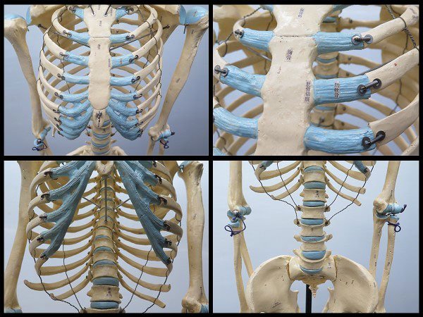 あなたにおすすめの商品 △引取限定 人体骨格模型 ショーケース付 男性 人体模型/骨模型 医学一般
