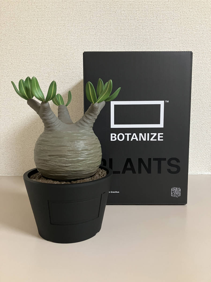 美品 VCD × Botanize Pachypodium Gracilius 1st. ボタナイズ