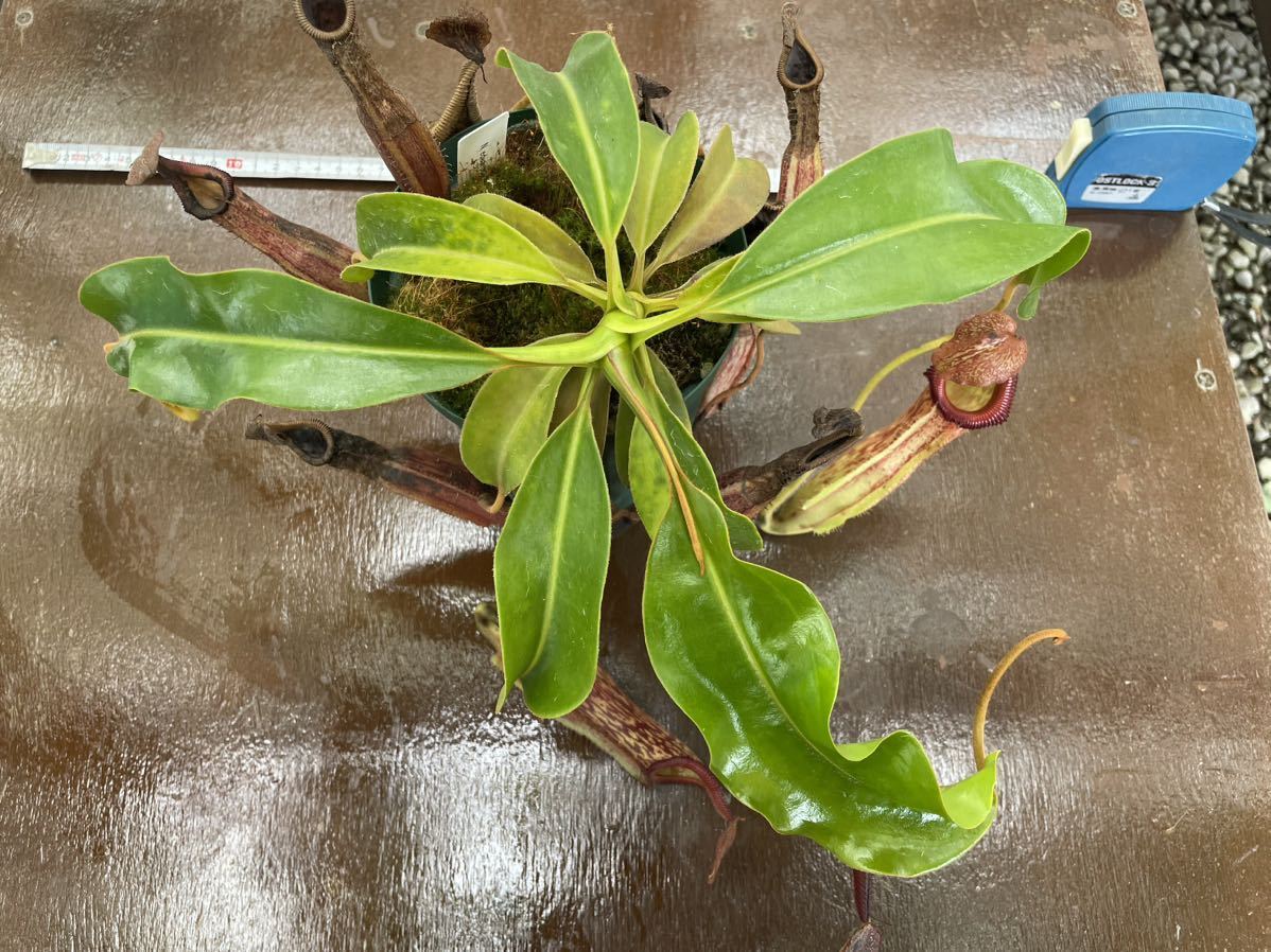 Nepenthes edwardsiana ×maxima 大　ネペンテス　 食虫植物_出品現物です。