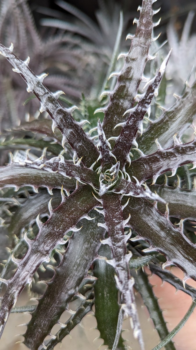 【Dyckia】ディッキア(Nels × Heaven&Hell) × (dawsonii × ArizonaF2) オリジナルハイブリッド　実生_画像3