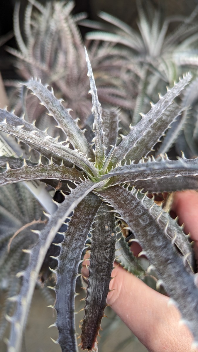 【Dyckia】ディッキア goehringii × (Nagas × Immortal) オリジナルハイブリッド　実生_画像2