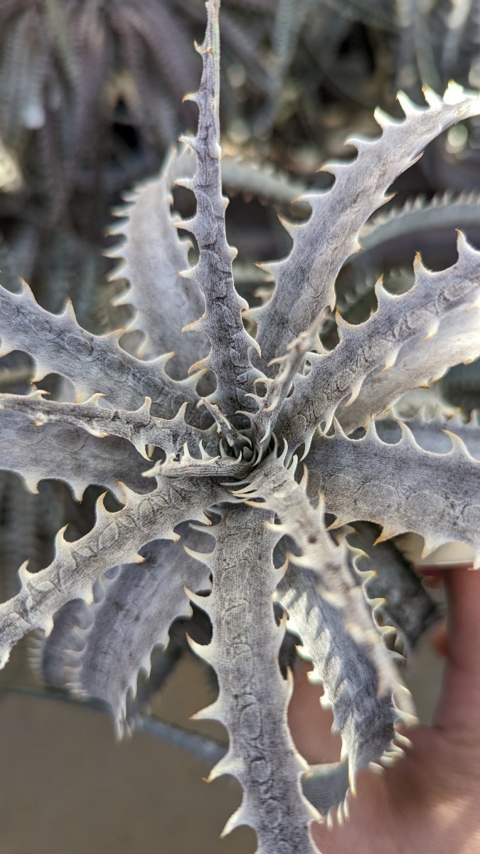 【Dyckia】ディッキア goehringii × Nagas オリジナルハイブリッド　実生　②_画像2