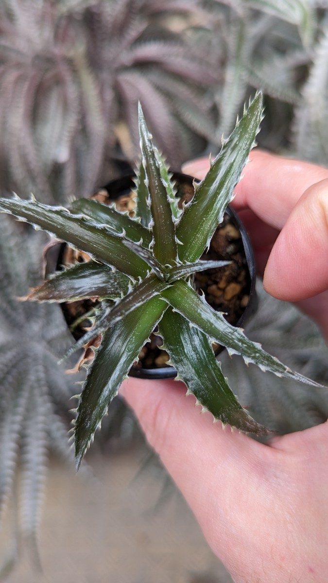 【Dyckia】ディッキア ’Arizona’ × ‘Chicago’ 実生 ④今シーズンラスト_画像3