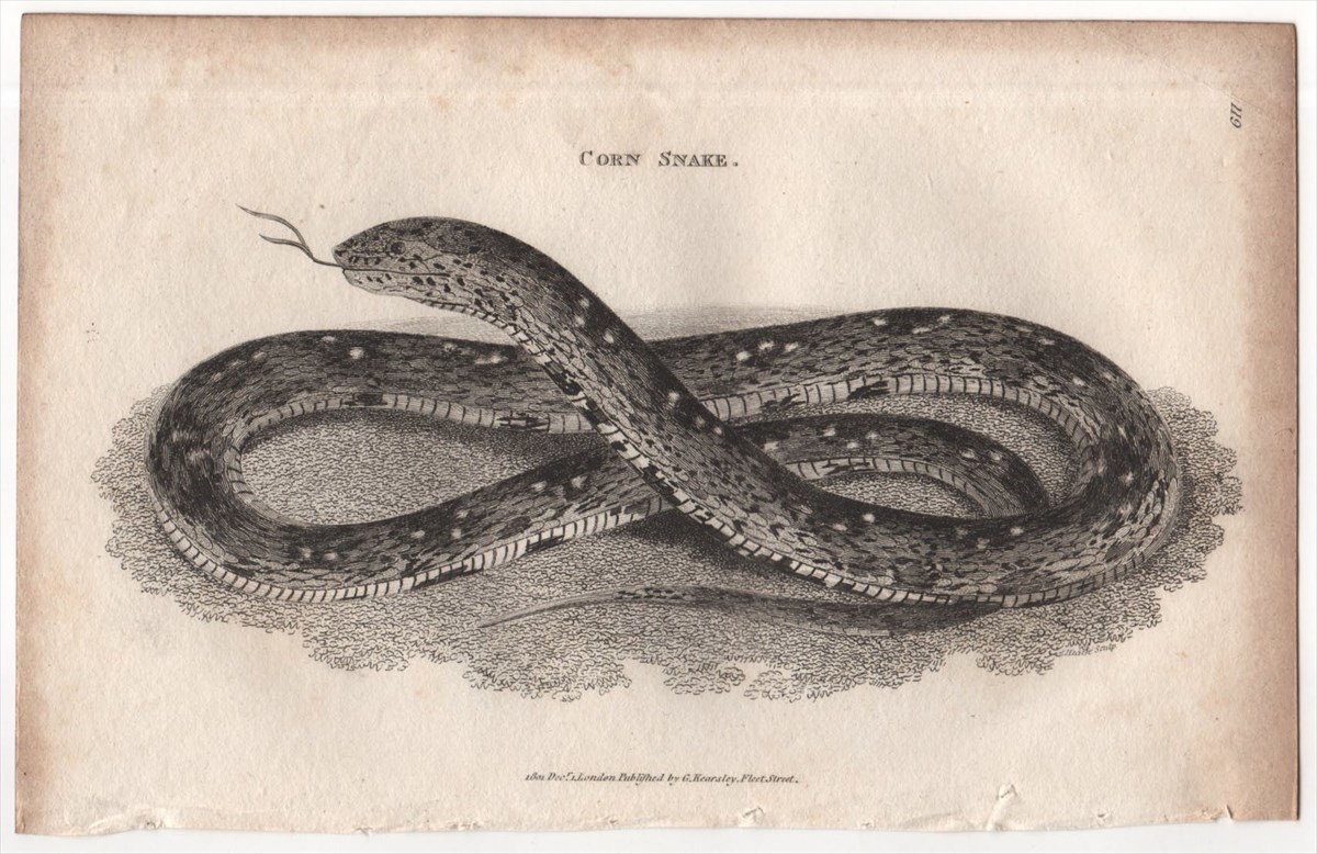 1802年 Shaw 銅版画 ナミヘビ科 パンテロフィス属 コーンスネーク Corn Snake 博物画 アカダイショウ_画像1