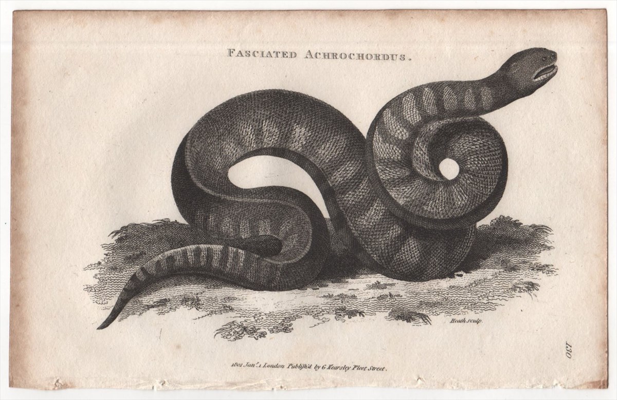 1802年 Shaw 銅版画 ヤスリヘビ科 ヤスリヘビ属 ヒメヤスリヘビ Fasciated Acrochordus 博物画_画像1