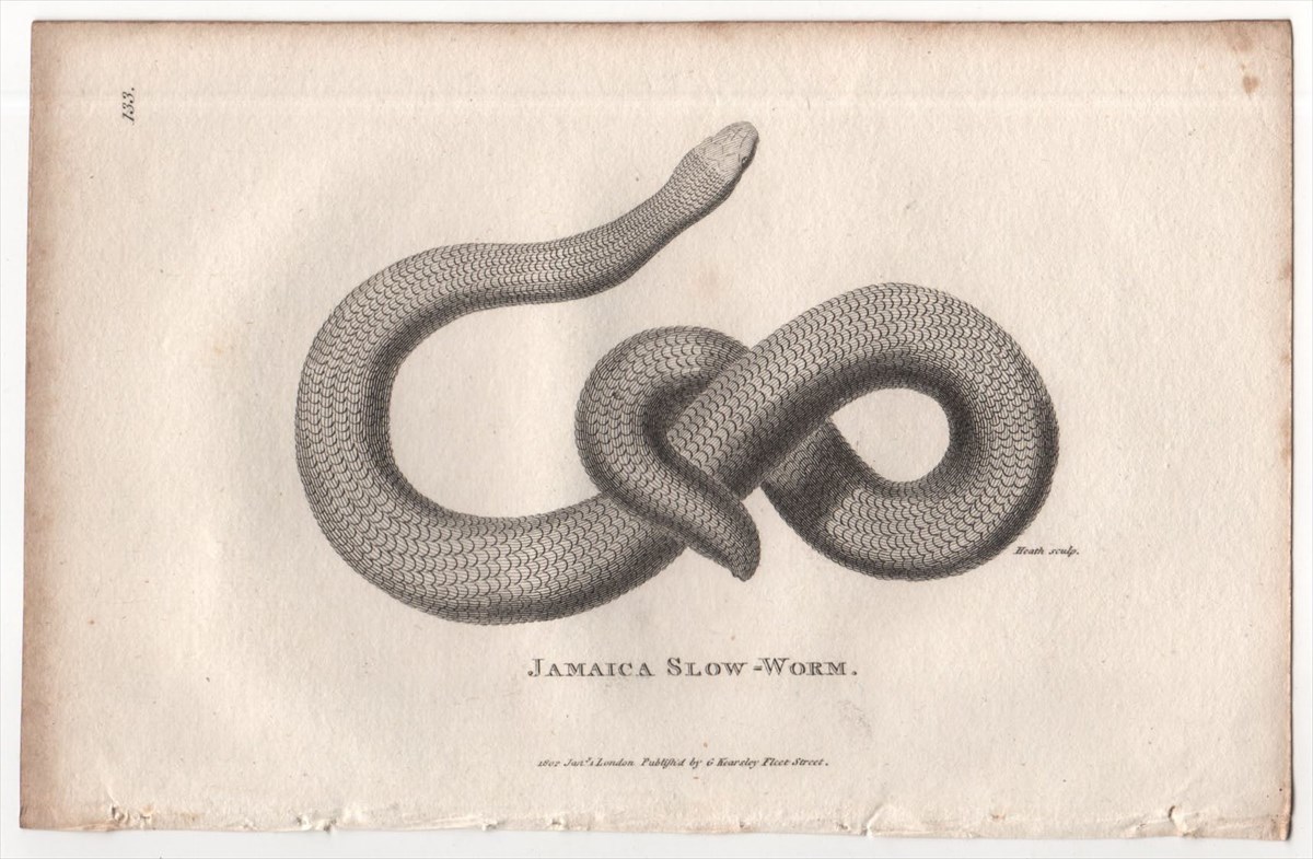 1802年 Shaw 銅版画 メクラヘビ科 チフロプス属 Jamaica Slow-Worm 博物画_画像1