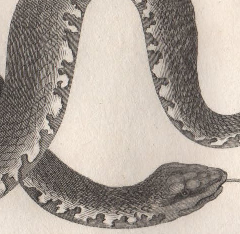 1802年 Shaw 銅版画 ユウダ科 ミズベヘビ属 ナンブミズベヘビ Wampum Snake 博物画_画像2