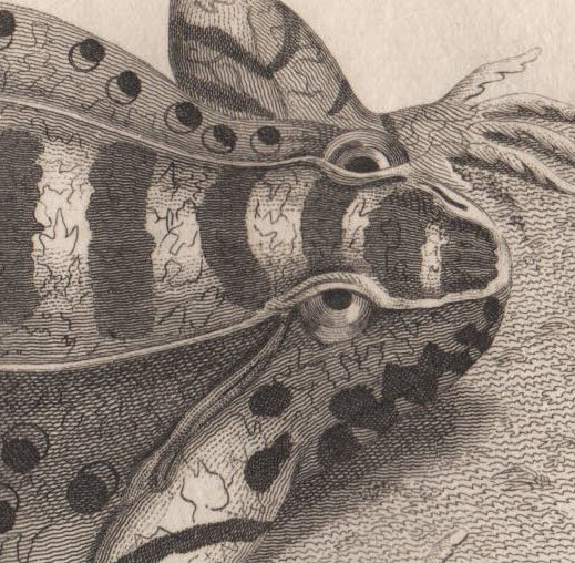 1802年 Shaw 銅版画 アマガエル科 ズツキガエル属 Argus Frog 博物画_画像2