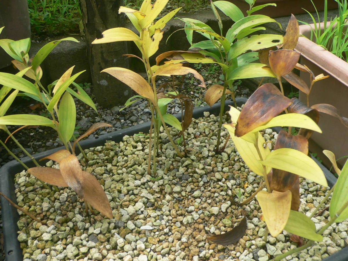 ユリ原種1球　開花球です。原種　鹿児島県甑島　及び南九州西海岸産　ゆり　ヤマユリ　やまゆり　山ゆり　山ユリ　_植え替え時期です。