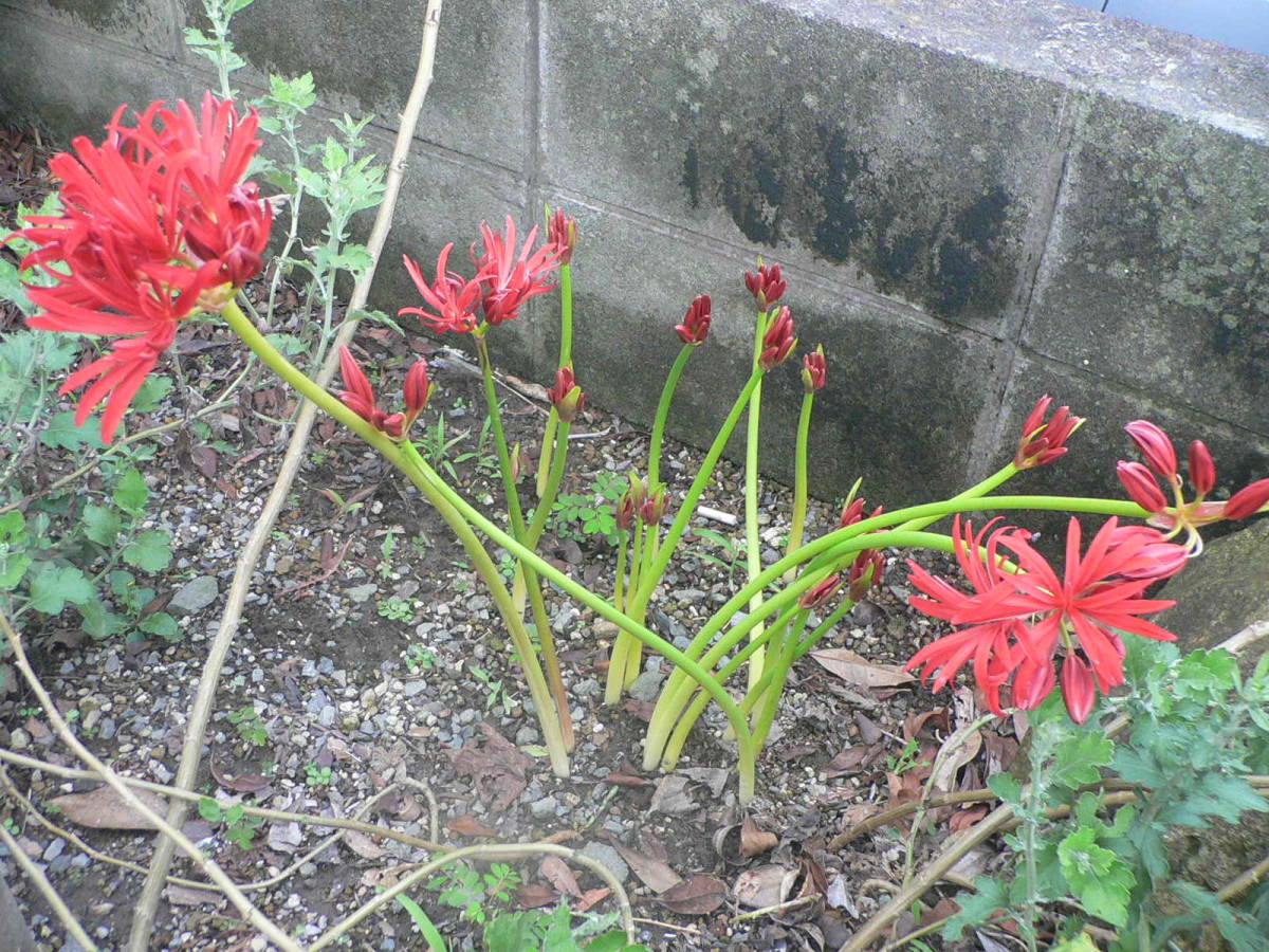 彼岸花　八重咲3球　奇花（鮮明な濃赤八重）変種 新芽が出ています。ヒゲなし　ヒガンバナ　希少種　野生蘭　山野草 リコリス_自宅庭で咲いている様子。参考