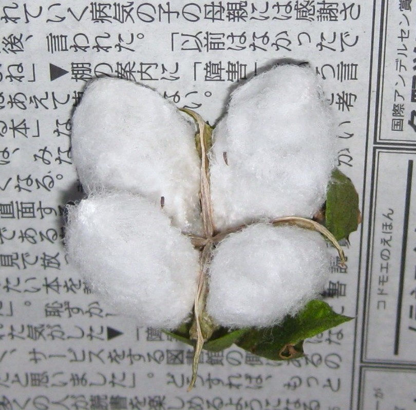 綿の種　河内木綿となる綿の種子３０粒　送料込み_花が綿となり開きました。
