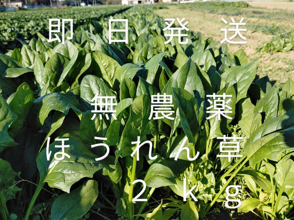 茨城産無農薬ほうれん草２kg_画像1