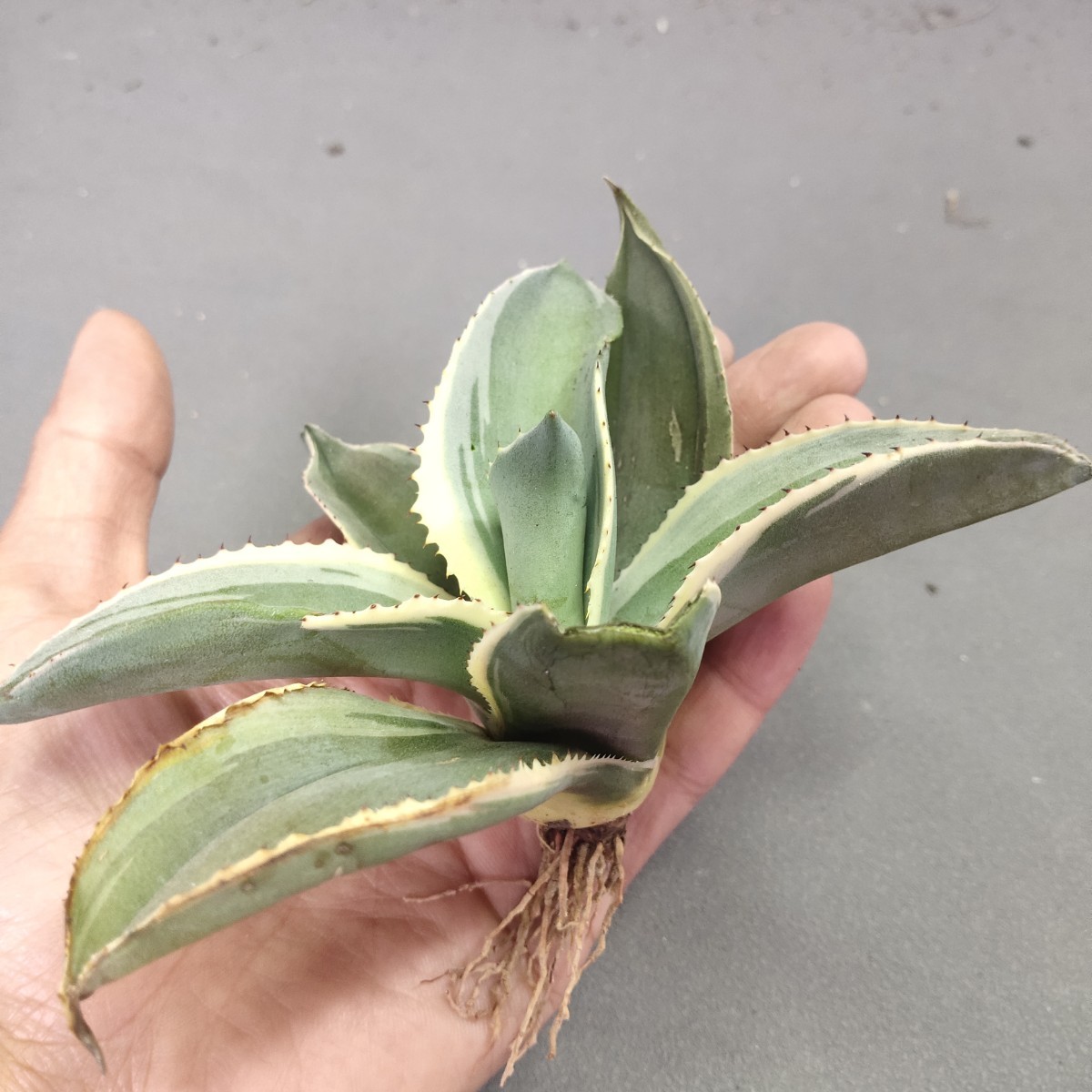 A595 アガベ チタノタ agave サルミアナ リップルエフェクト復輪錦 極上株 希少種検)SAD 白犀牛 包心龍 清櫻 悪魔 暴牙 狼人 黒鯨_画像4