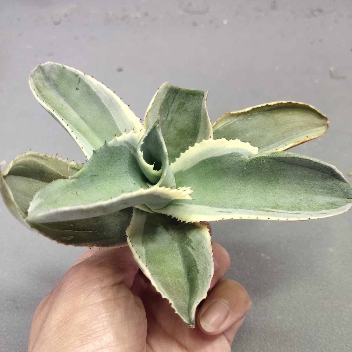 A595 アガベ チタノタ agave サルミアナ リップルエフェクト復輪錦 極上株 希少種検)SAD 白犀牛 包心龍 清櫻 悪魔 暴牙 狼人 黒鯨_画像1