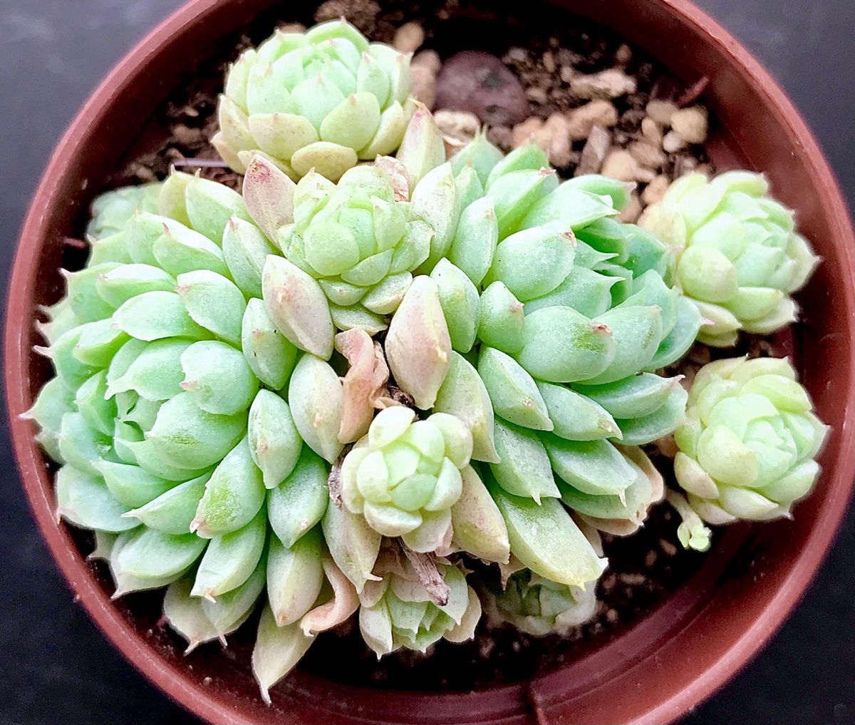 新入荷 韓国苗 ボールオブファット 群生 超可愛い大苗美苗 多肉 新入荷 韓国苗 ボールオブファット 群生 超可愛い大苗美苗 多肉