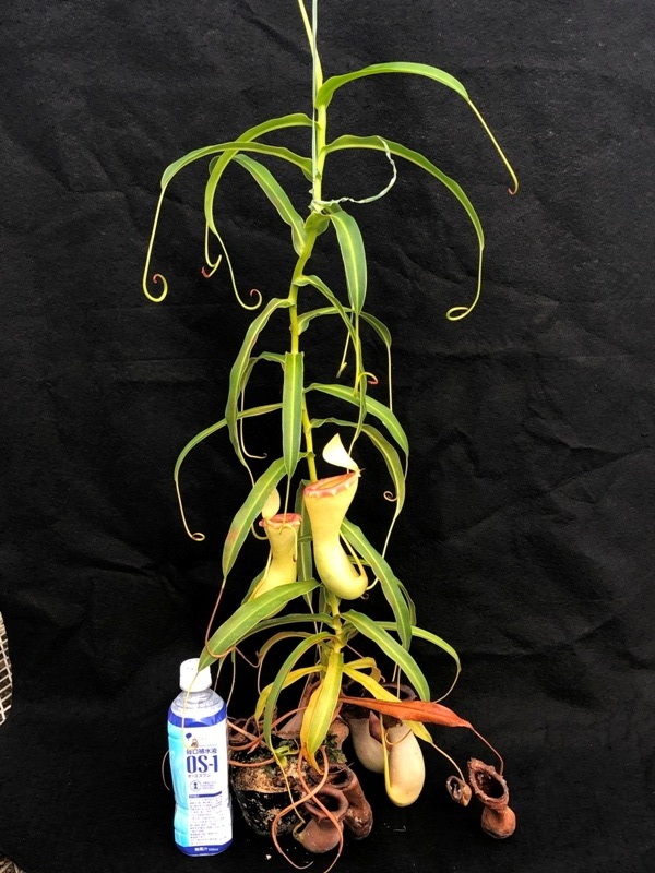 Nepenthes　ventricosa　食虫植物　ウツボカズラ　ネペンテス　ベントリコーサ　在来系_画像7