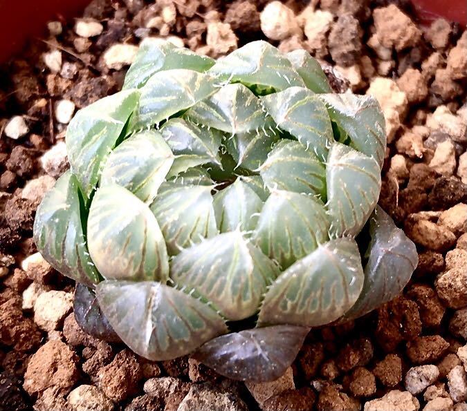 韓国苗　Cooperi Glacier 可愛い美苗　多肉植物　エケベリア_画像1