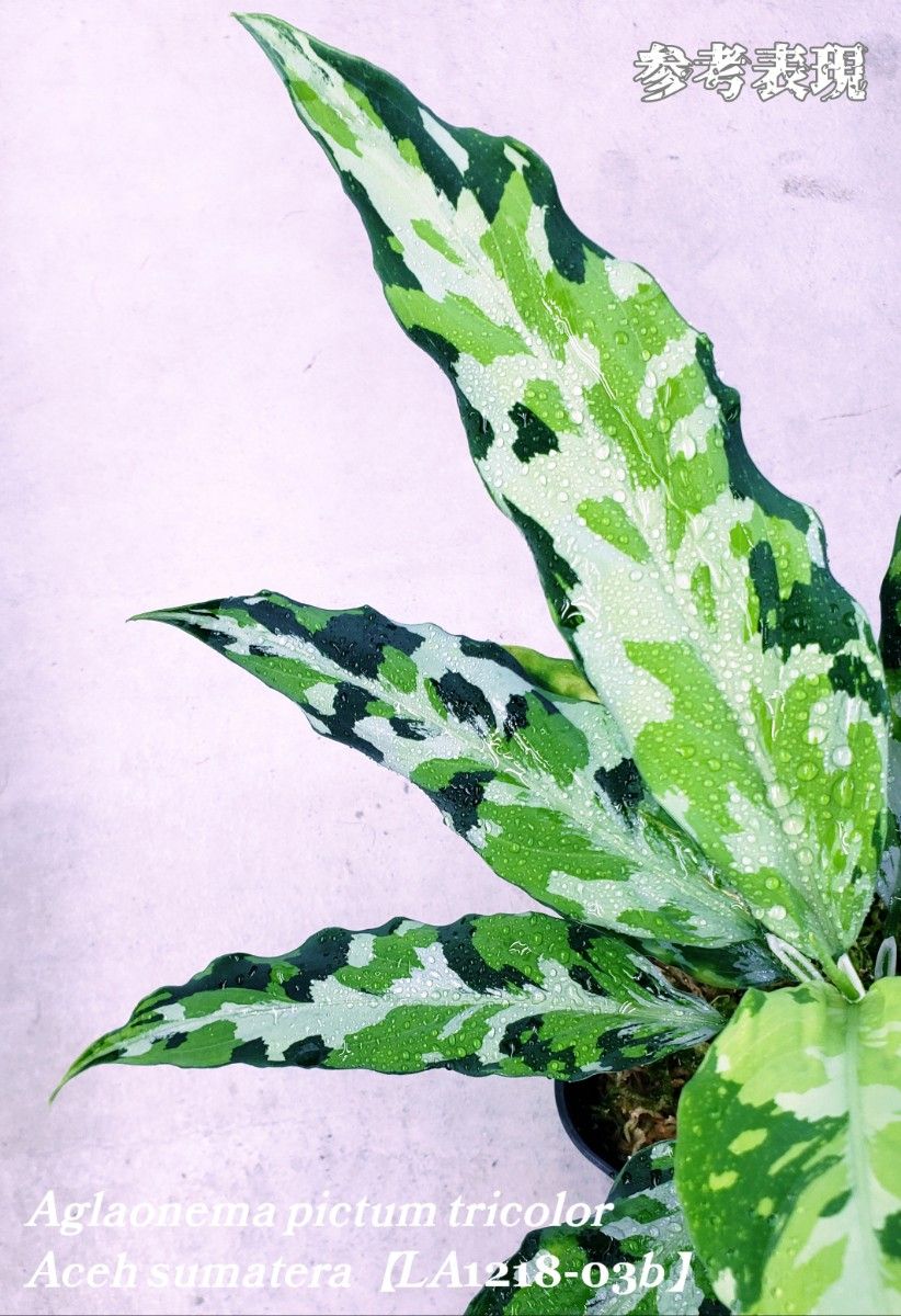 LA便 Aglaonema pictum tricolor LA1218-03b アグラオネマ LA便 Aglaonema pictum tricolor LA1218-03b アグラオネマ