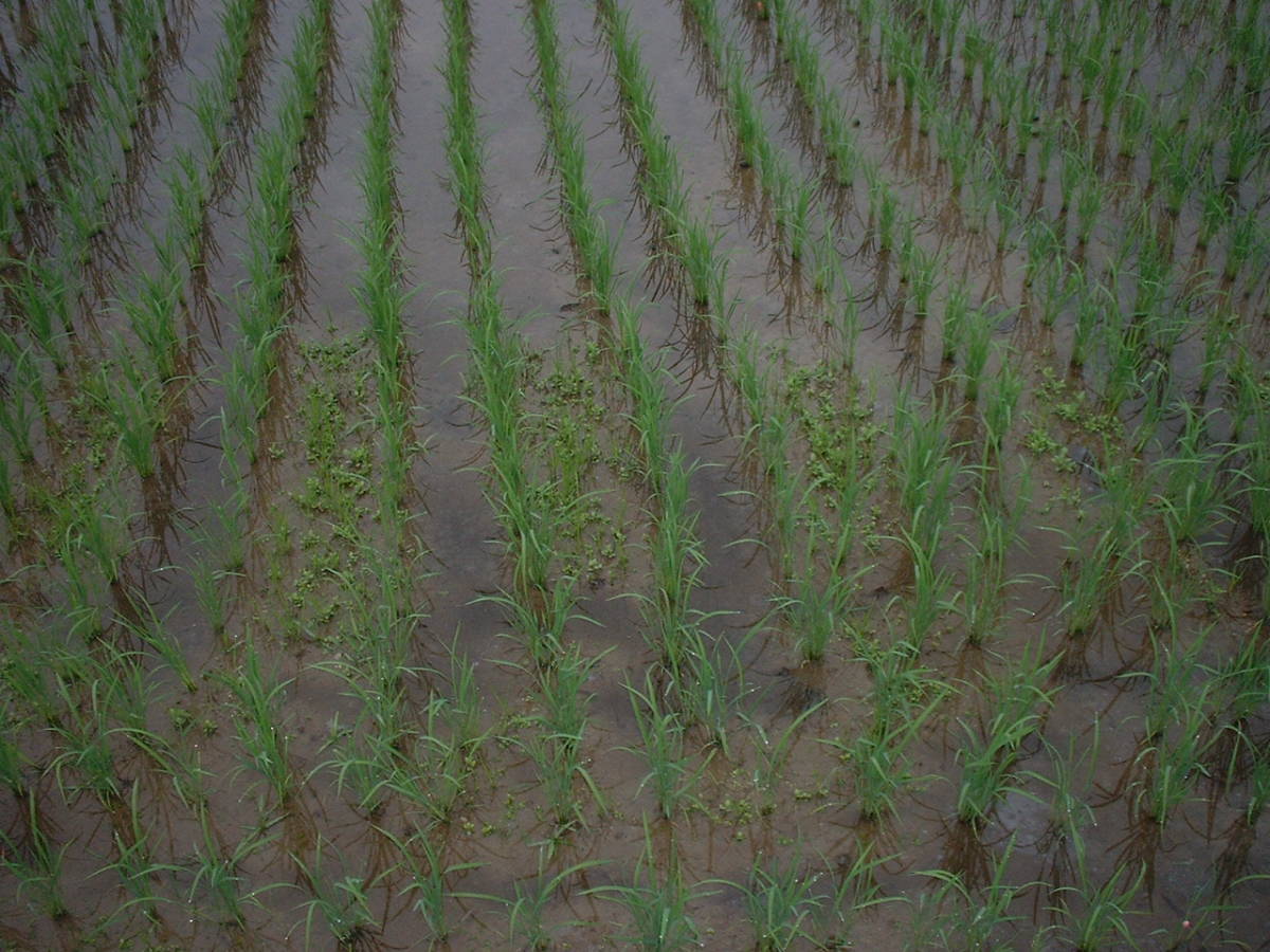 ○令和 5 年産　発想の転換たにし活用で無農薬　玄米１０ｋｇ_こう見るとタニシの活躍の差が歴然です