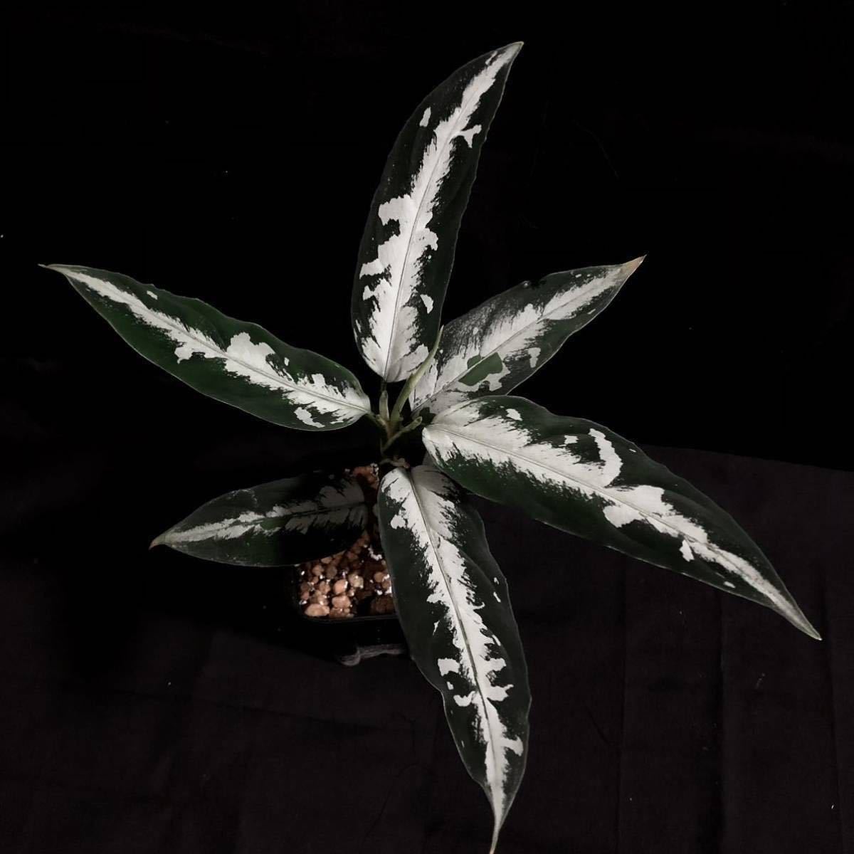 LA便 Aglaonema pictum Stiria+1 LA1113-3ss(中古 LA便 Aglaonema pictum Stiria+1 LA1113-3ss(中古