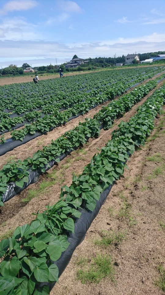 ◆さつまいも◆焼き芋◆干し芋◆紅はるか◆小～中サイズ◆熟成済み◆甘い◆約2㎏◆茨城特産◆早めにどうぞ◆_画像1