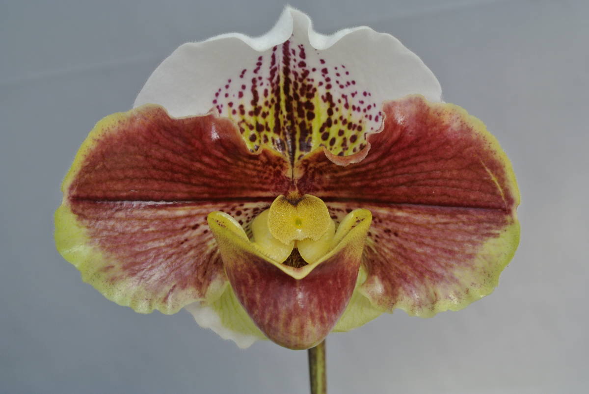 【整形パフィオ　ツボミ付き】 TPA909 Paph. Tsukuba Hope (Katsutawin `Tsukuba' BM/JOGA × Tea for Two `Katsuta' HCC/AJOS) 　 _開花例