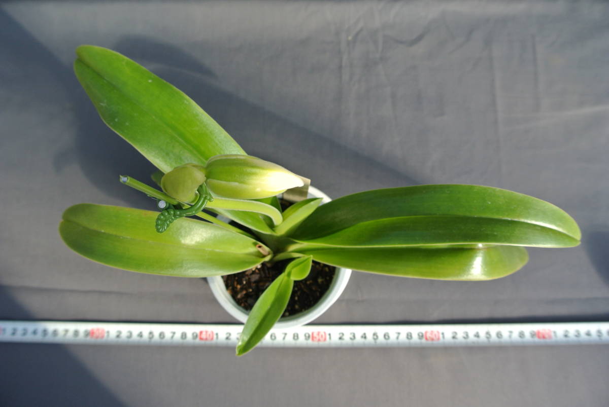 【入賞花パフィオ　ツボミ付き】Paph. St.Ouens Bay `Cerritos' AM/AOS_画像4