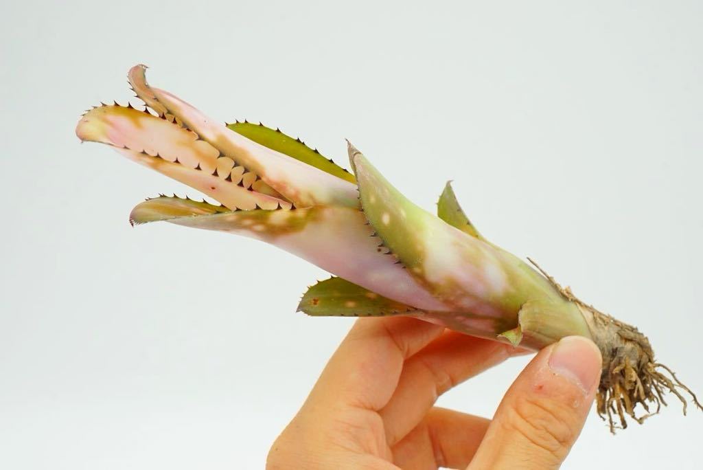 Billbergia 'Kolan Shark Bite' ビルベルギア ブロメリア _画像1