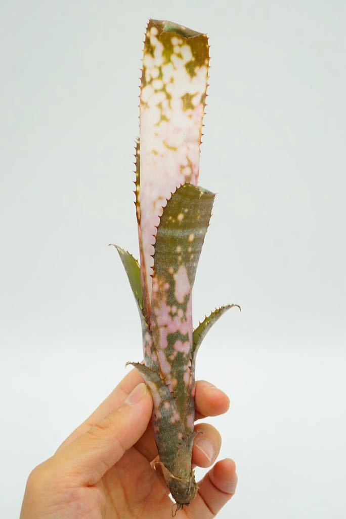 Billbergia 'Cold Fusion' Jim Irvin hyb ビルベルギア ブロメリア _画像3