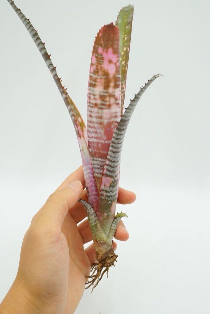 Billbergia 'Kolan Marble Shark' ビルベルギア　ブロメリア _画像4