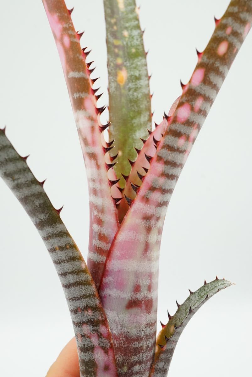 Billbergia 'Kolan Marble Shark' ビルベルギア　ブロメリア _画像5