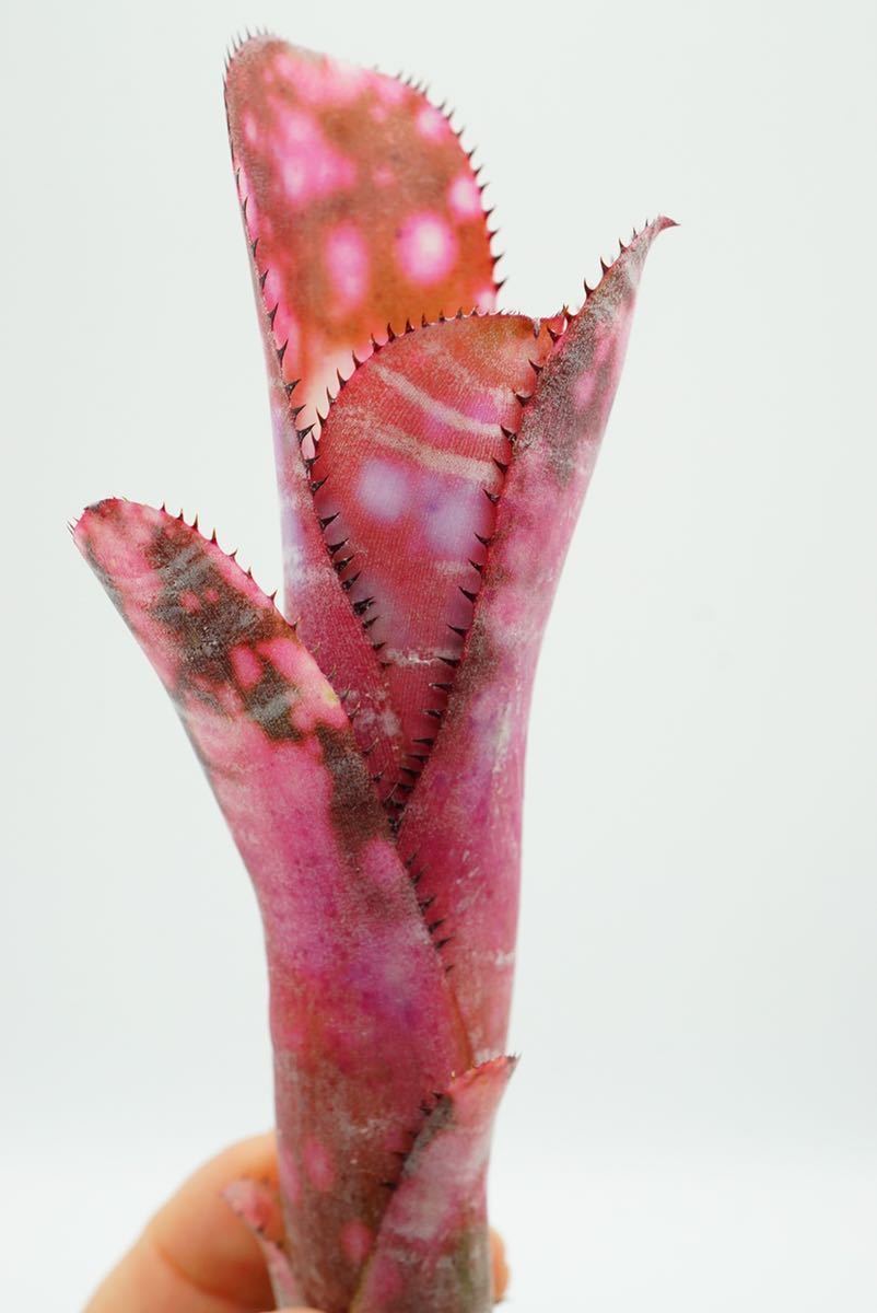 Billbergia 'Incendiary Delight' Jim Irvin hyb ビルベルギア ブロメリア_画像10